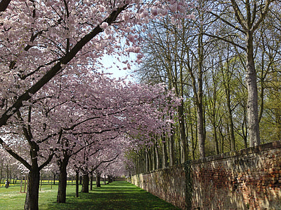 green grass field with cherry blossom trees thumbnail