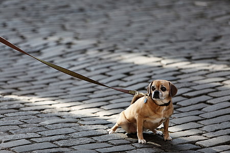 adult tan Puggle with brown leash sitting on brick pavement thumbnail