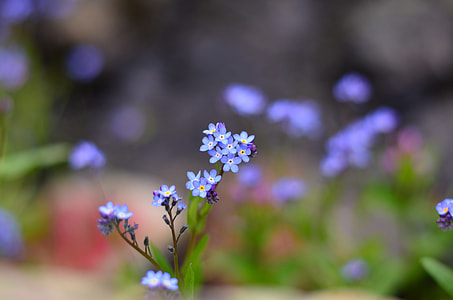 purple petal flower photo during daytime thumbnail