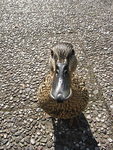 brown and black duck standing on ground looking straight at the camera thumbnail