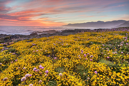Close-up of Yellow Flowers Growing in Field at Sunset thumbnail
