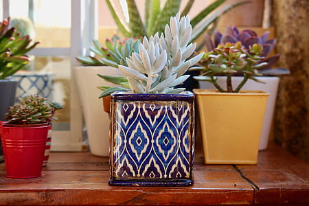 white succulent plant on ceramic pot thumbnail