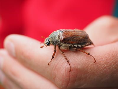 person holding brown beetle at daytime thumbnail