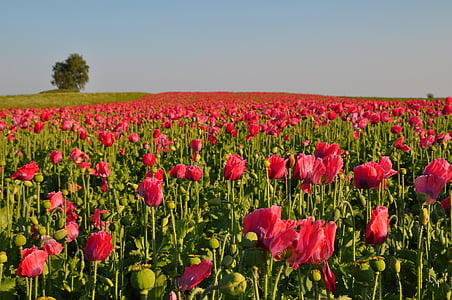 pink tulip field landscape photography at daytime thumbnail
