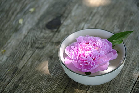 selective focus photography of pink petaled flower in ceramic bowl thumbnail