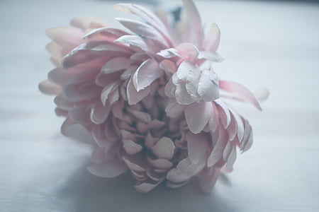 close-up photo of pink chrysanthemum on gray surface thumbnail