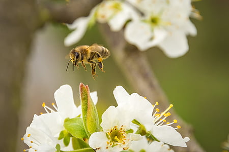 yellow and black bee flying on top of white flowers thumbnail