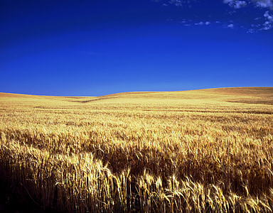 withered hay field during blue sky thumbnail