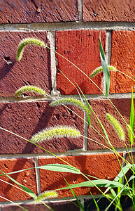 Setaria Viridis, Wild Grass thumbnail