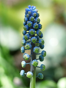 selective focus photography of blue petaled flower thumbnail