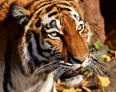 shallow focus photography of brown tiger thumbnail