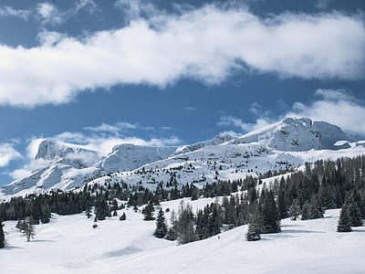 trees surrounded with snow thumbnail