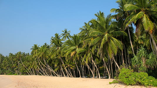 landscape photo of palm trees thumbnail