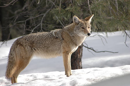 brown coyote stands on snow near green pine tree thumbnail