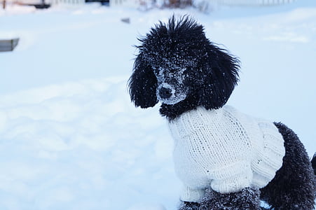 dog wearing white knit shirt thumbnail