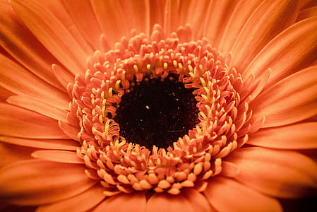 closeup of pink daisy flower thumbnail