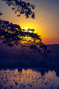 silhoutte photography of tree under golden hour thumbnail