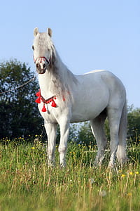 white horse on green field thumbnail