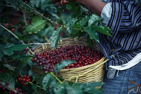 person collecting coffee fruits thumbnail