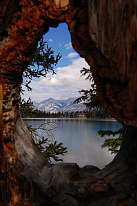 hole of tree near river thumbnail