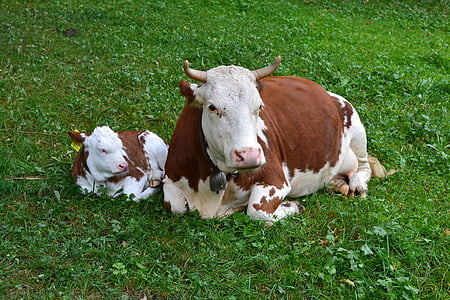 cow laying on grass beside the cub thumbnail