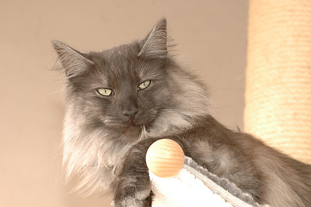 Cat, Norwegian thumbnail