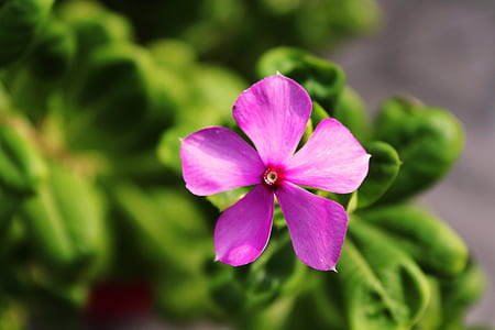 nature, summer, garden, petals thumbnail