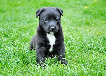 short-coated black and white puppy on green grass thumbnail