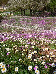 purple and white flowers thumbnail