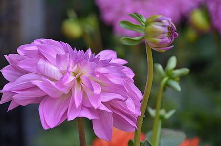 selective focus photography of pink petaled flower thumbnail