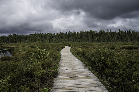 Boardwalk into the Bog at Algonquin  Provincial Park, Ontario thumbnail