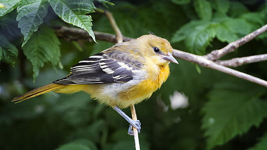 selective focus photo of yellow and black canary bird perching on branch of tree thumbnail