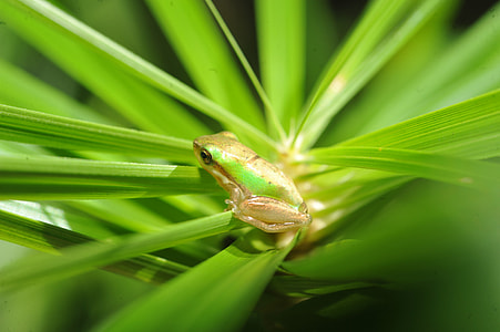 Green Tree Frog thumbnail