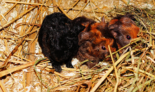 Guinea Pig, Young Animals thumbnail