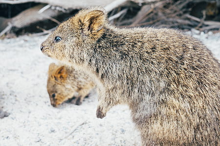 brown and gray rat on snow surface thumbnail