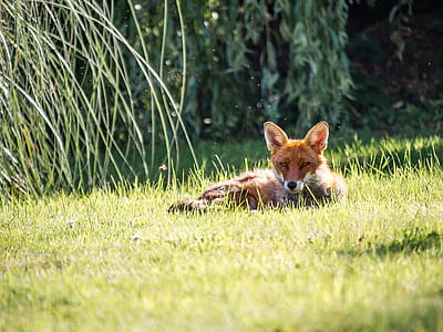 Photography of a Fox Lying on Grass thumbnail