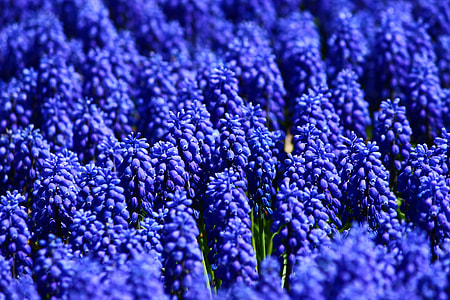 The Flower Of Suffering, Blue Sea thumbnail