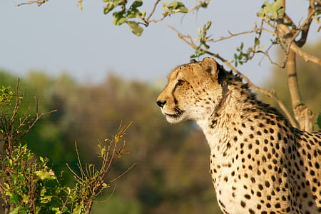 selective focus photography of cheetah thumbnail