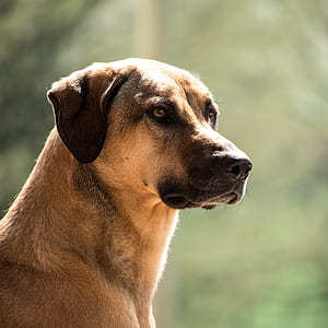 macro shot photo of brown dog thumbnail