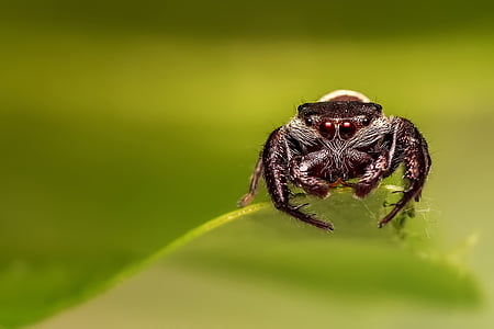 brown jumping spider in macro photography thumbnail