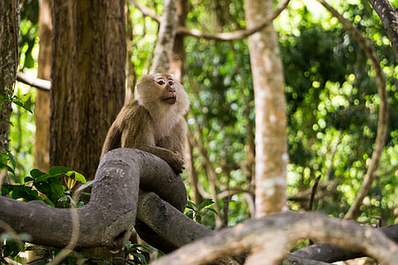 brown monkey on branch of tree thumbnail