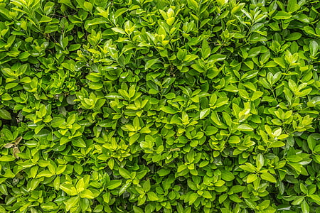 green leafed plants thumbnail
