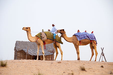 two camels on sand with man thumbnail