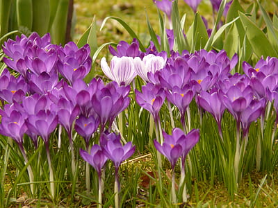 field of purple petaled flowers thumbnail
