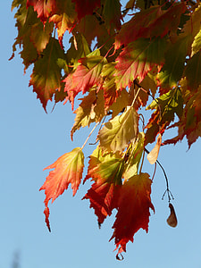 Maple, Acer Platanoides thumbnail