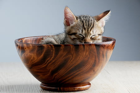 art, animal, pet, cute thumbnail
