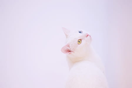 Short-coated White Cat thumbnail