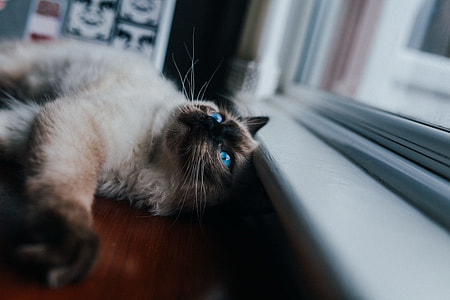 siamese cat lying beside window thumbnail