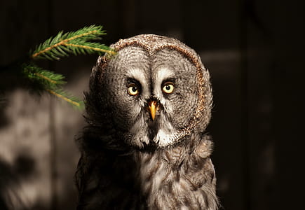photo of gray owl thumbnail