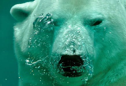White Polar Bear Under the Sea thumbnail